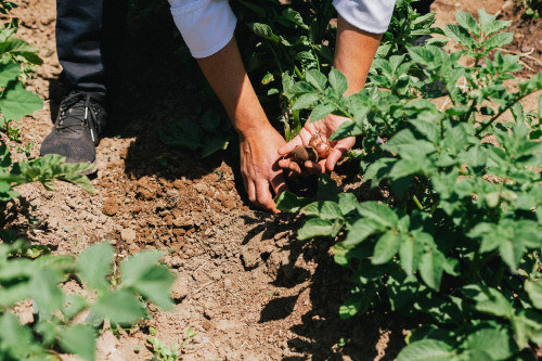 Constanza Miranda Harvest Food Plants Vegetables Crops Man Ground