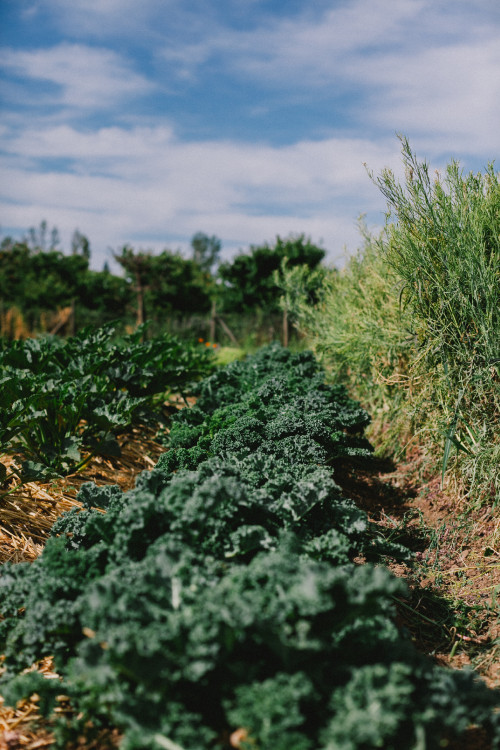 Constanza Miranda Crops Harvest Food Vegetables Green Ground Blue Sky Clouds Plants