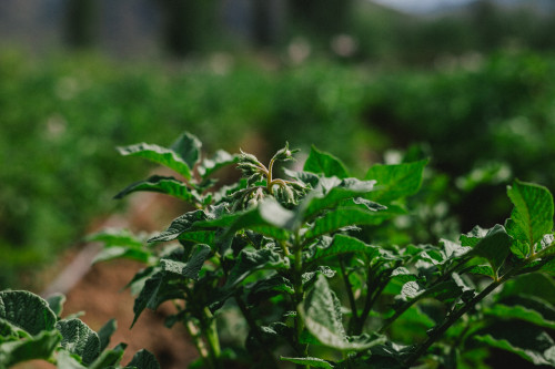 Constanza Miranda Crops Harvest Green Vegetables Plants Ground Outdoor Nature