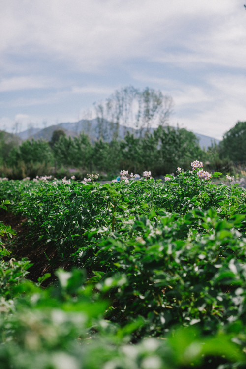 Constanza Miranda Crops Harvest Green Vegetables Plants Outdoor Nature Sky Blue Clouds