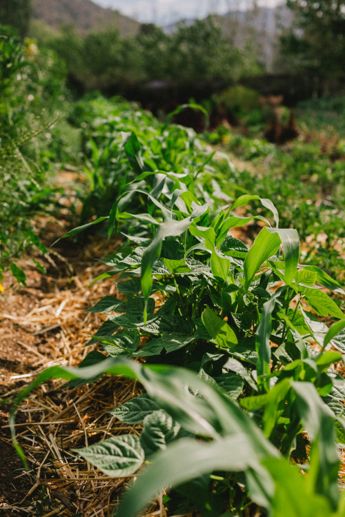 Constanza Miranda Crops Harvest Green Vegetables Plants Outdoor Nature