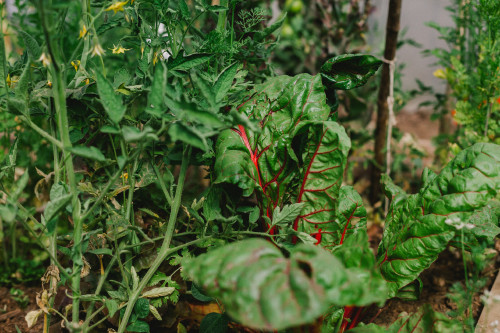 Constanza Miranda Crops Harvest Green Vegetables Plants Outdoor Nature Ground Red chard beet