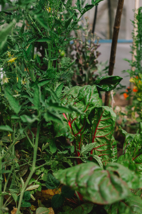 Constanza Miranda Crops Harvest Green Vegetables Plants Outdoor Nature Ground chard beet