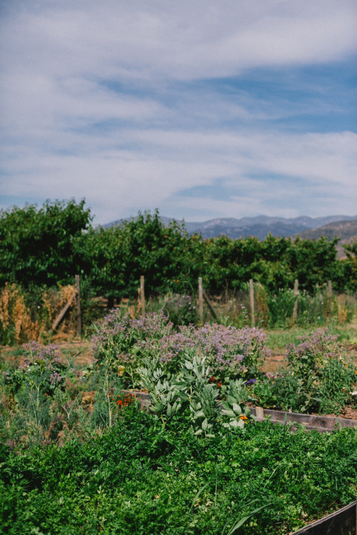 Constanza Miranda Crops Harvest Green Vegetables Plants Outdoor Nature Sky Blue Clouds Ground Flowers