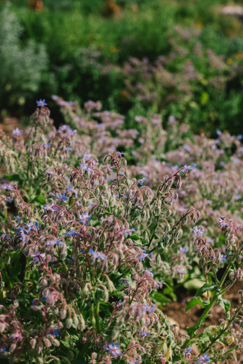 Constanza Miranda Crops Harvest Green Vegetables Plants Outdoor Nature Ground Flowers