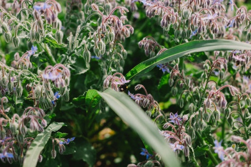 Constanza Miranda Crops Harvest Green Vegetables Plants Outdoor Nature Ground Flowers