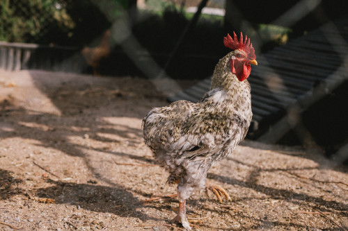Constanza Miranda Farm Animal Rooster Ground Feathers Red