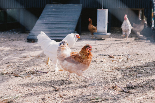 Constanza Miranda Hen Rooster Farm Ground Outdoor Nature Feathers Animals