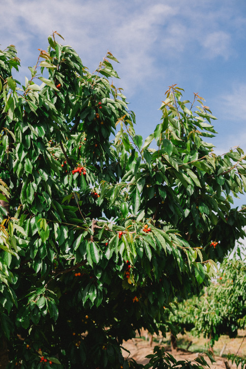 Constanza Miranda Crops Harvest Green Plants Outdoor Nature Sky Blue Clouds Tree Fruit
