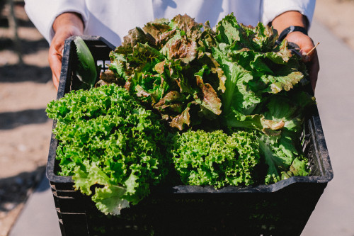 Constanza Miranda Crops Harvest Green Vegetables Plants Hands Men Plastic Box Hands Lettuce
