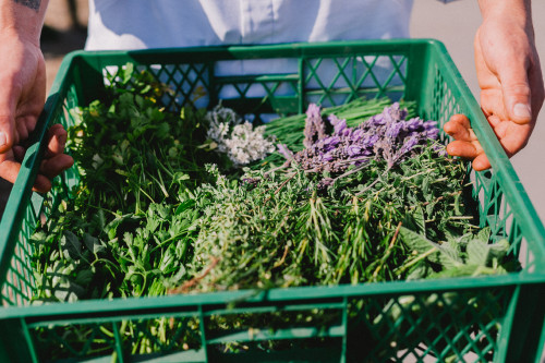 Constanza Miranda Crops Harvest Green Vegetables Plants Lavender Parsley Plastic Box Hands Man