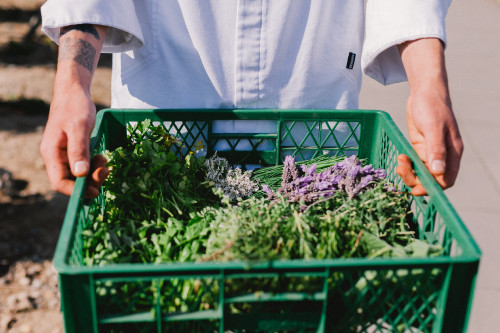 Constanza Miranda Crops Harvest Green Vegetables Plants Lavender Parsley Hands Man Plastic Box