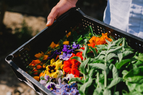 Constanza Miranda Crops Harvest Green Vegetables Plants Flowers Colors Purple Yellow Orange Plastic Box Hand Man White