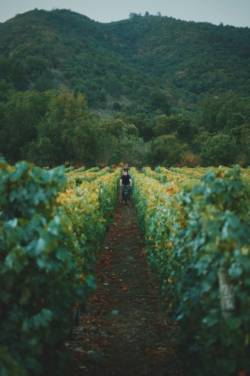 biking landscape outdoor crops men vineyards green brown