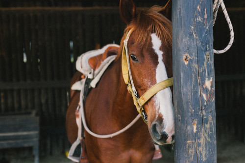 Horse back-riding Constanza Miranda brown white