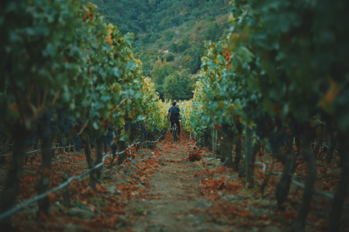 biking vineyards man crops green brown