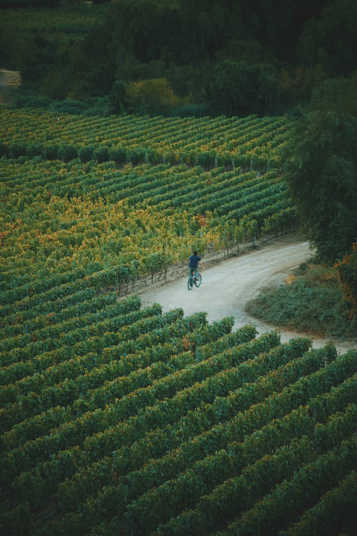 biking crops landscape road path man vineyards