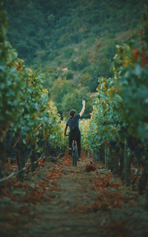 biking crops man raise hand vineyards