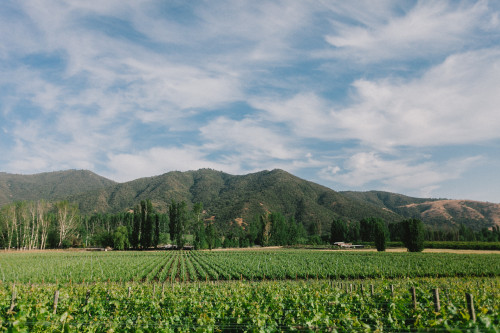 Constanza Miranda mountains valley crops Landscape - Nature vineyards