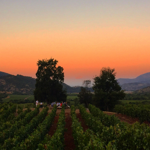 Sunset BBQ Picnic crops landscape outdoor people mountains vineyards