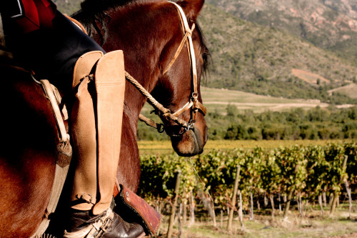 horse back-riding crops close up boot vineyards