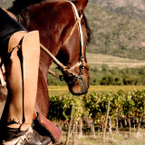 Horseback-Riding-at-VIK-1