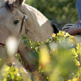 Horseback-riding-at-VIK