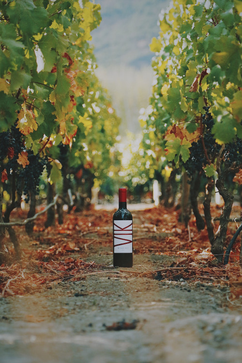 Bottle Artistic Shots crops vine VIK green vineyards brown