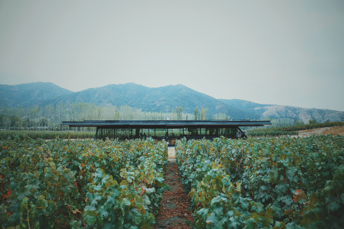 Landscape - Nature mountains trees exterior crops vineyards