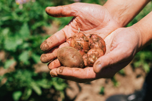 Constanza Miranda potatoes ground hands green harvest vegetables