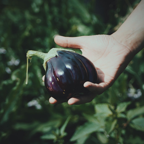 eggplant hand