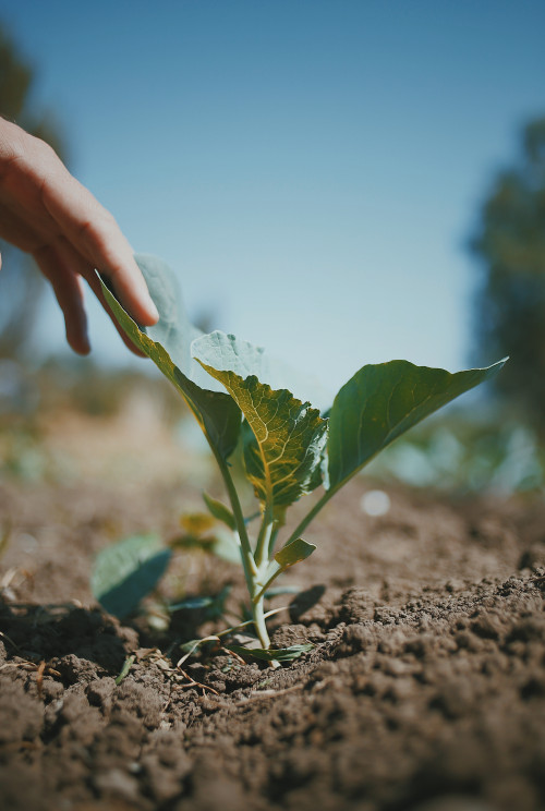 green plant crops hand ground