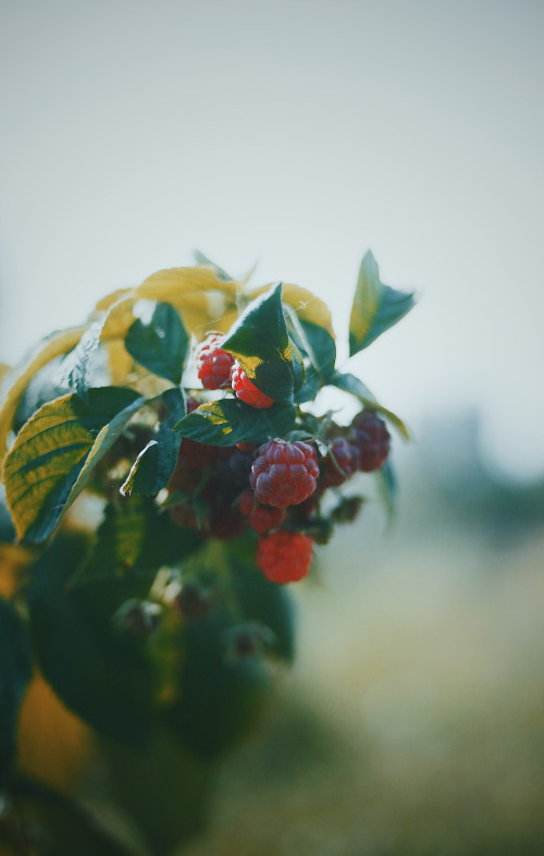 raspberries plant crops green red