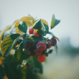 Nico_Carrie_Selects_TJRA1188