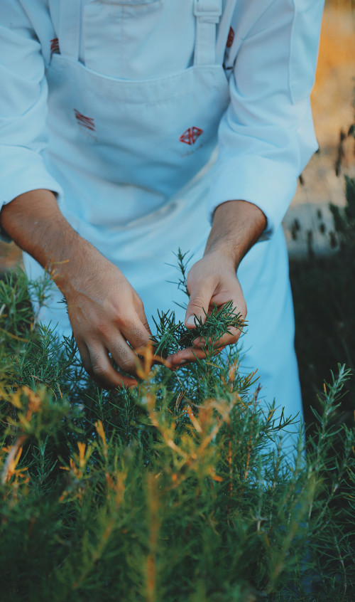 chef rosemary VIK