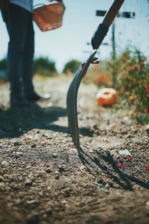 raspberries ground harvest forks