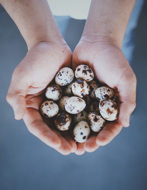 quail eggs hands