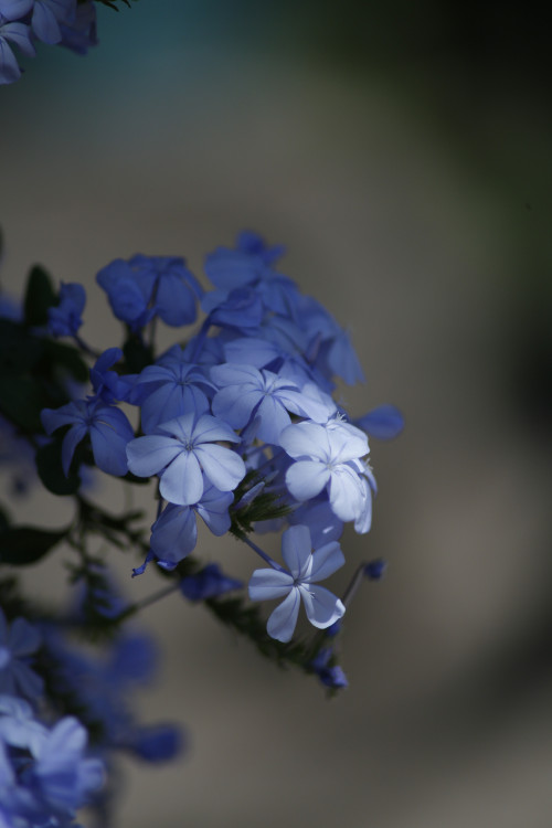 Landscape Nature flower lilac