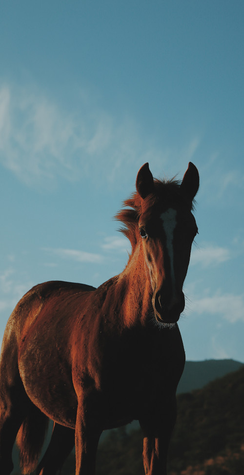 Landscape Nature horse blue sky brown clouds mountains close up
