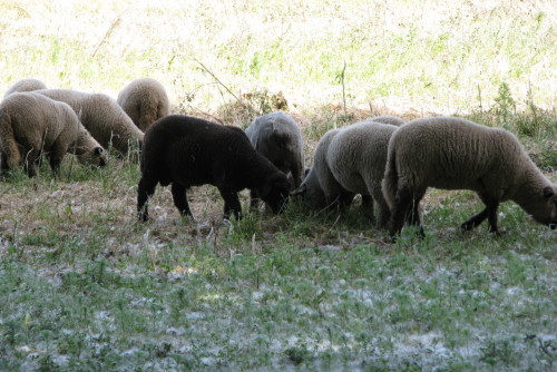 Landscape Nature sheep black white pasture