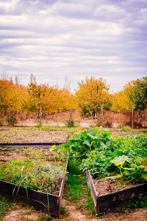 orchard trees yellow green clouds sky grow bed