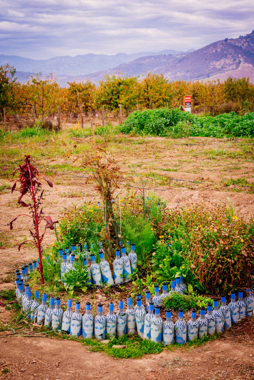 trees yellow green  bottle product la piu belle landscape nature mountains bush path sky clouds
