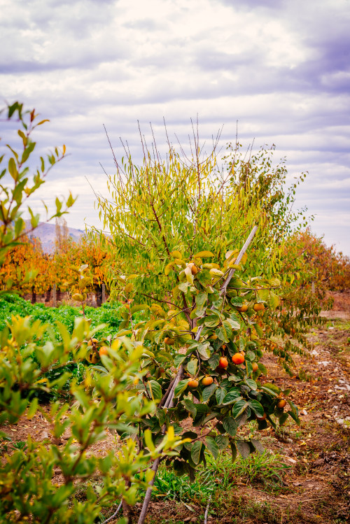 peaches trees  sky clouds