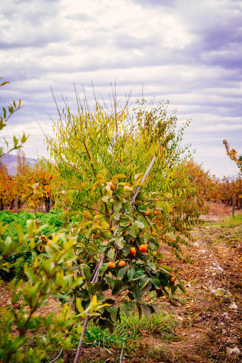 peaches trees sky clouds