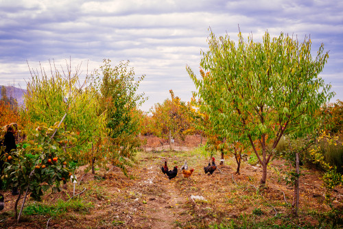 peaches trees chickens rooster woman sky clouds
