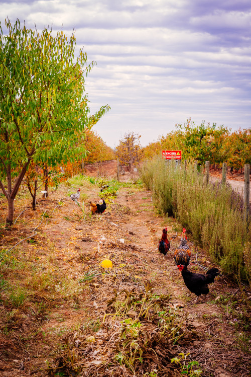 bush trees chickens rooster  sky clouds path