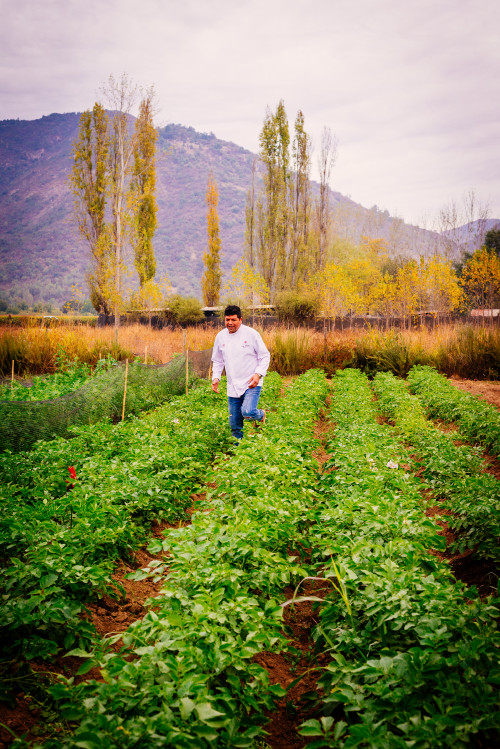 orchard trees green man chef crops mountains