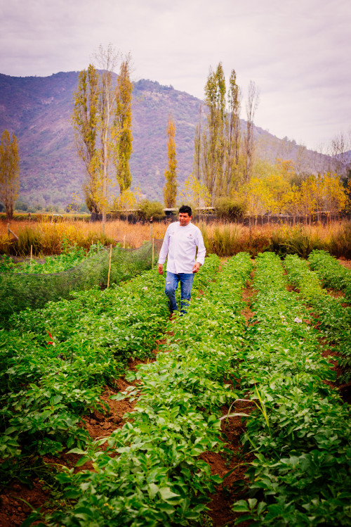 orchard trees green man chef crops mountains