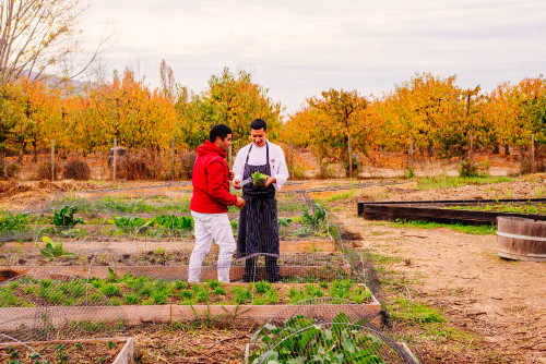 orchard trees green yellow men chef crops red jacket