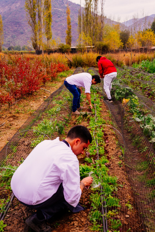 orchard trees green yellow men chef crops red jacket mountains